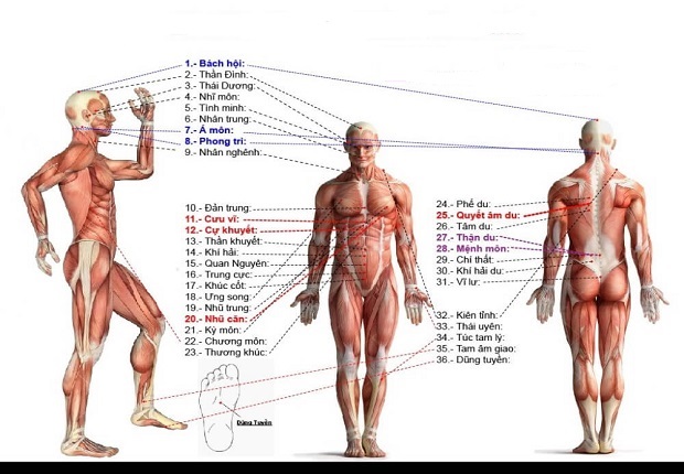 Các huyệt đạo cần lưu ý khi tự xoa bóp đấm huyệt Tự xoa bóp bấm huyệt - Một vài huyệt đạo trên cơ thể