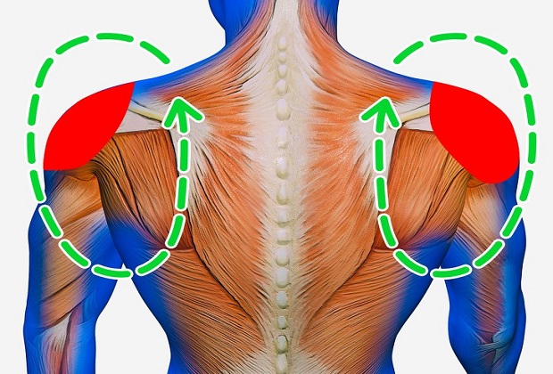 Các nhóm cơ được nới lỏng bằng cách sử dụng máy massage cổ Các nhóm cơ được nới lỏng bằng cách sử dụng máy massage cổ